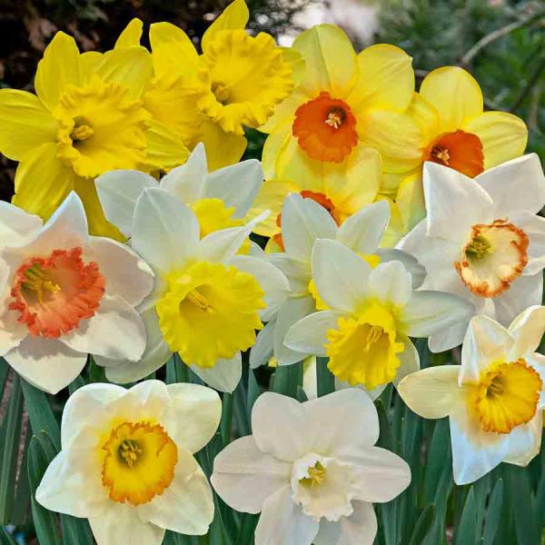 Bulbes à fleurs à planter à l'automne - Narcisse Grande Coupe en Mélange (x5) - face recto